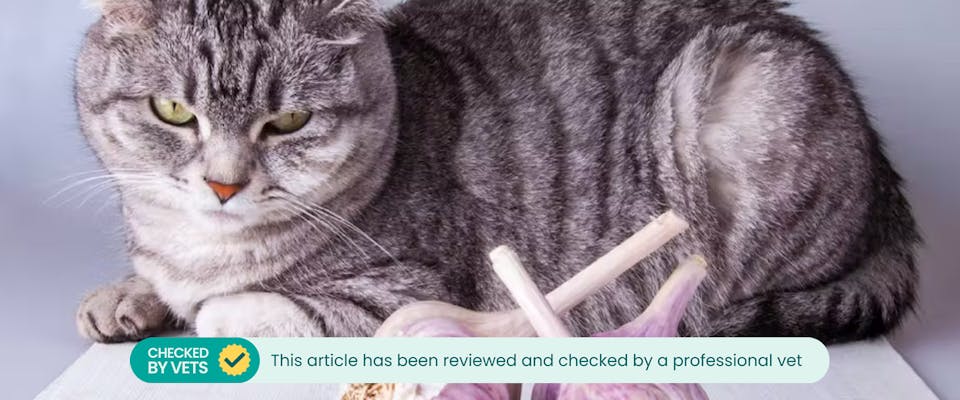 Cats allergic top to garlic